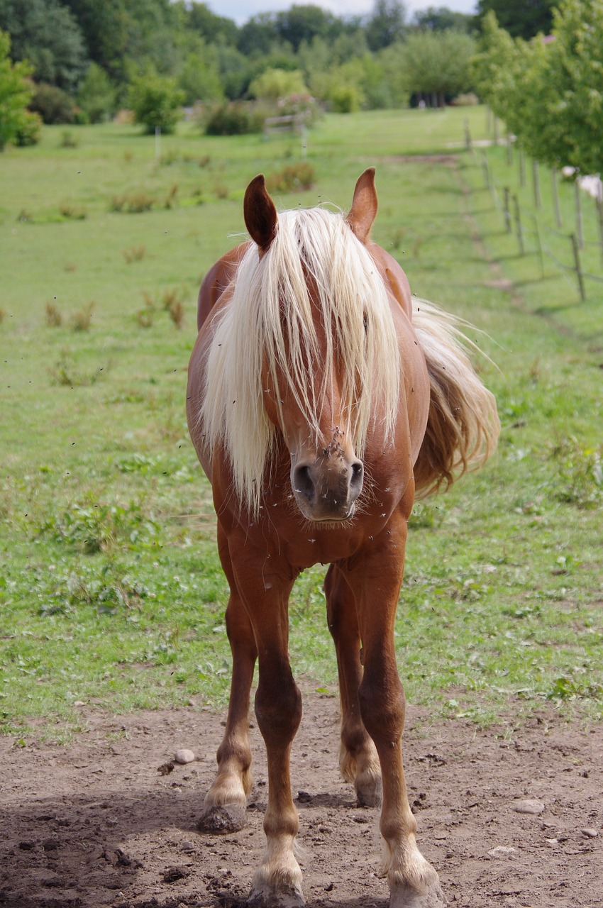 horses animals horse free photo