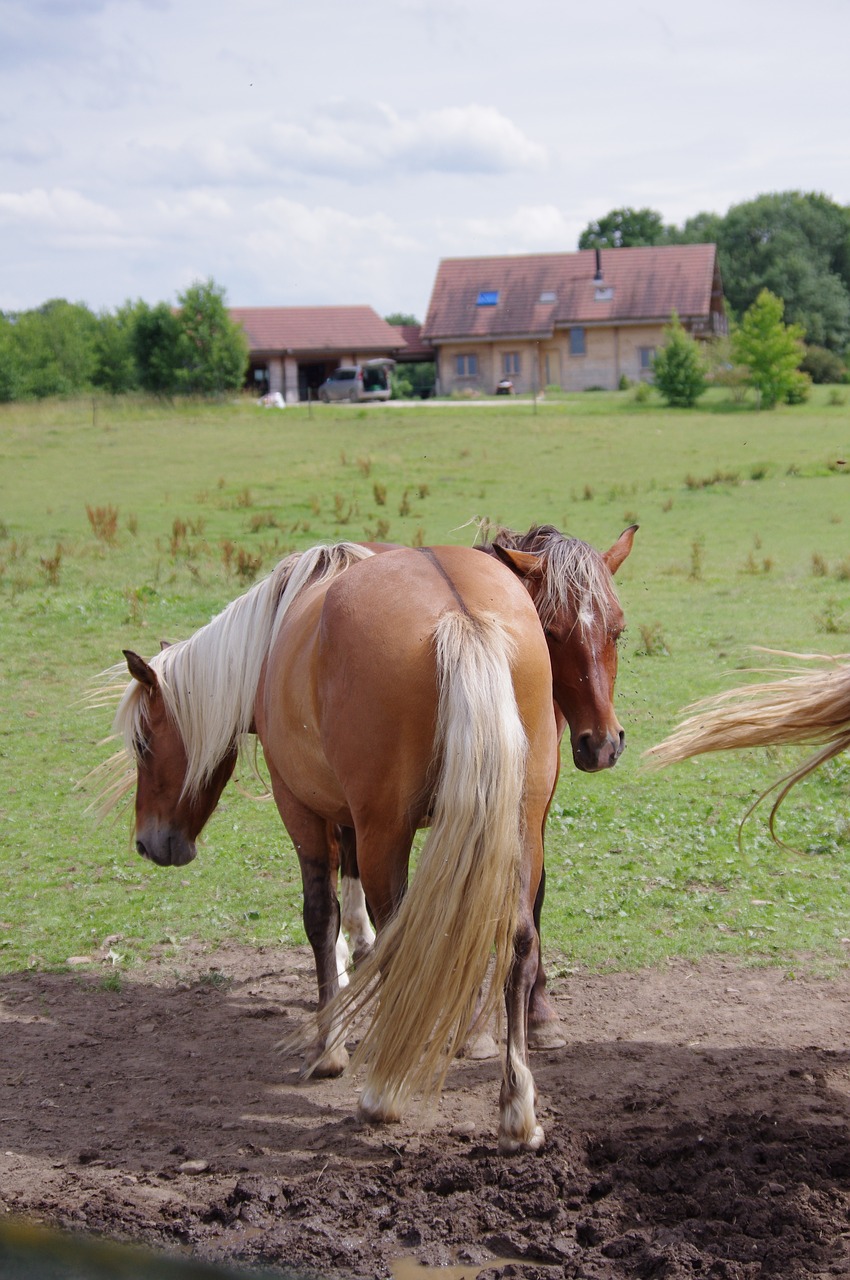 horses animals horse free photo