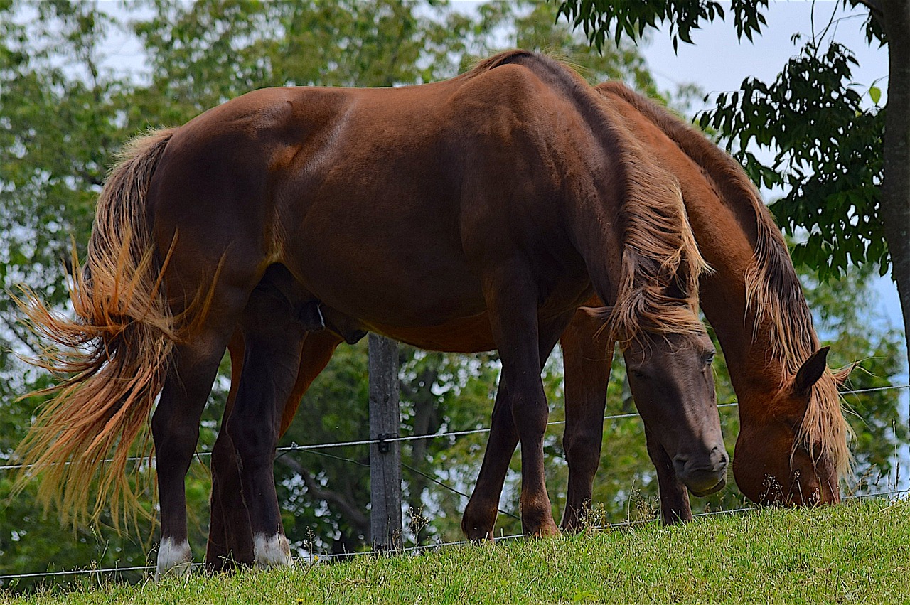 horses field brown free photo