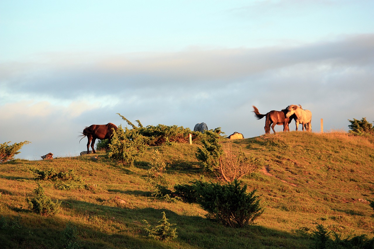 horses summer evening nature free photo