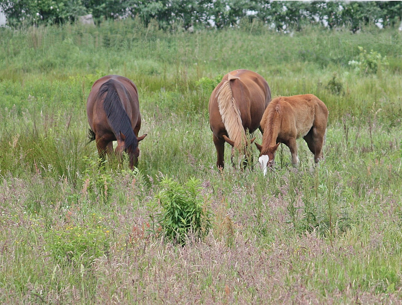 horses summer meadow hage free photo