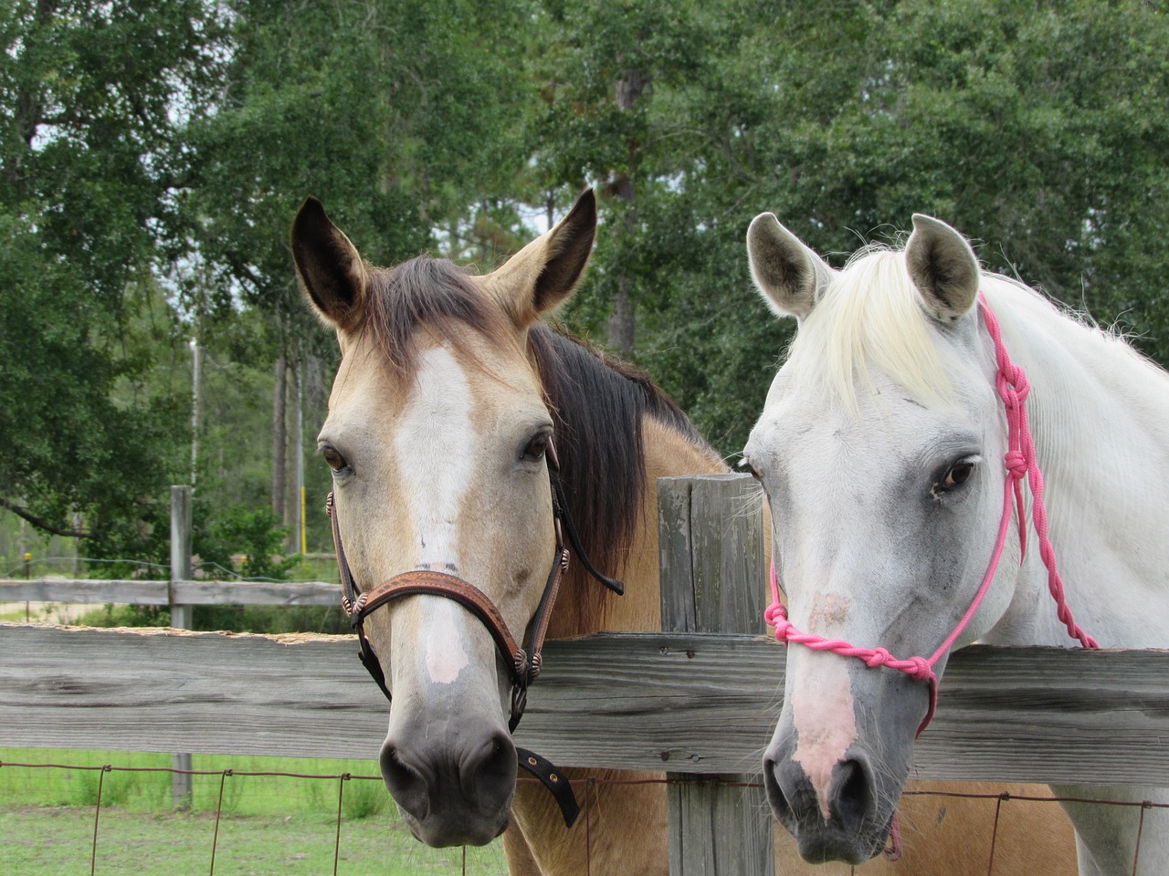 horses white tan free photo