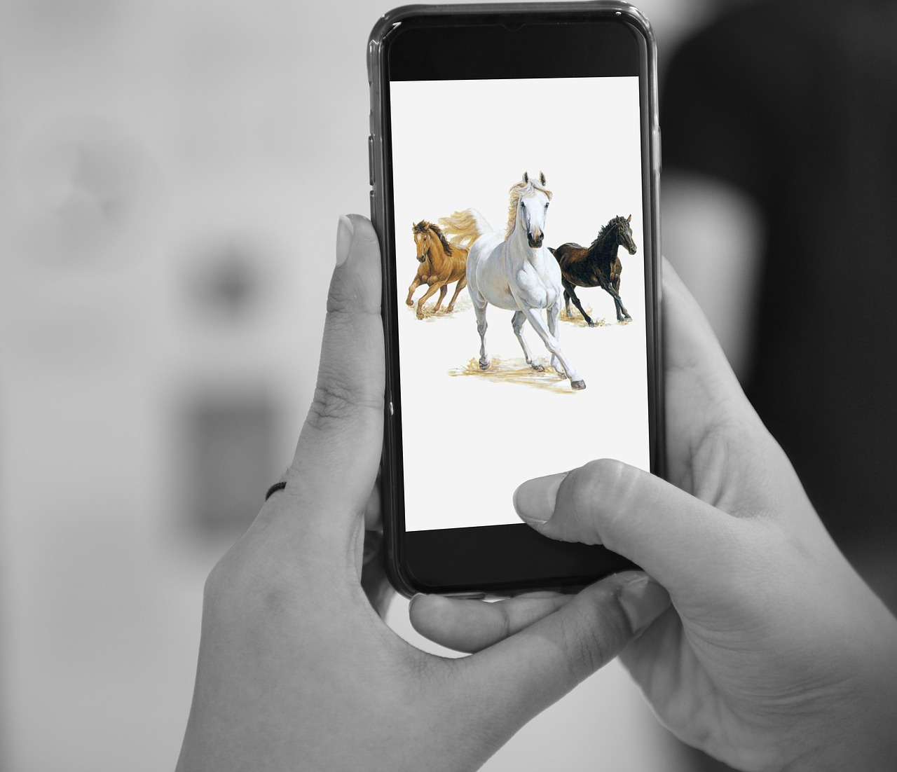 horses device mobile free photo