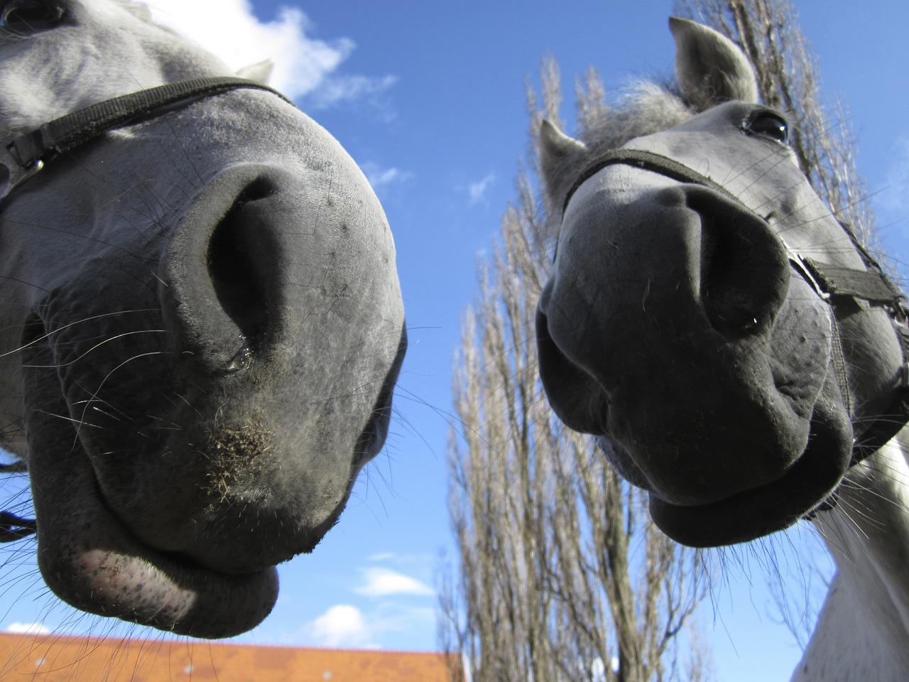 horses noses nostrils free photo