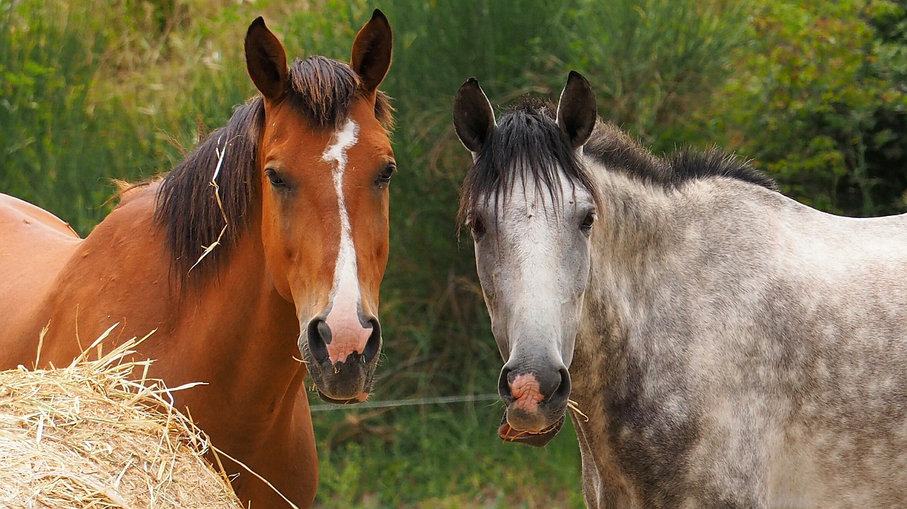 horses close up portrait free photo