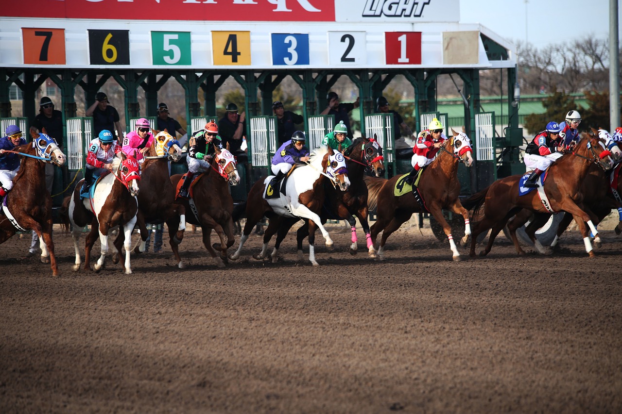 horses horse racing racetrack free photo
