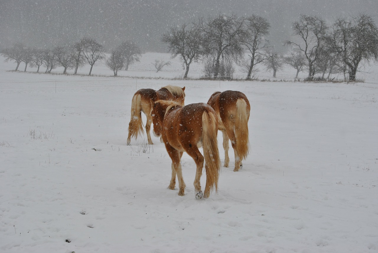 horses haflinger winter free photo
