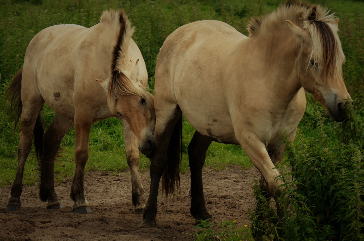 horses paddock coupling free photo