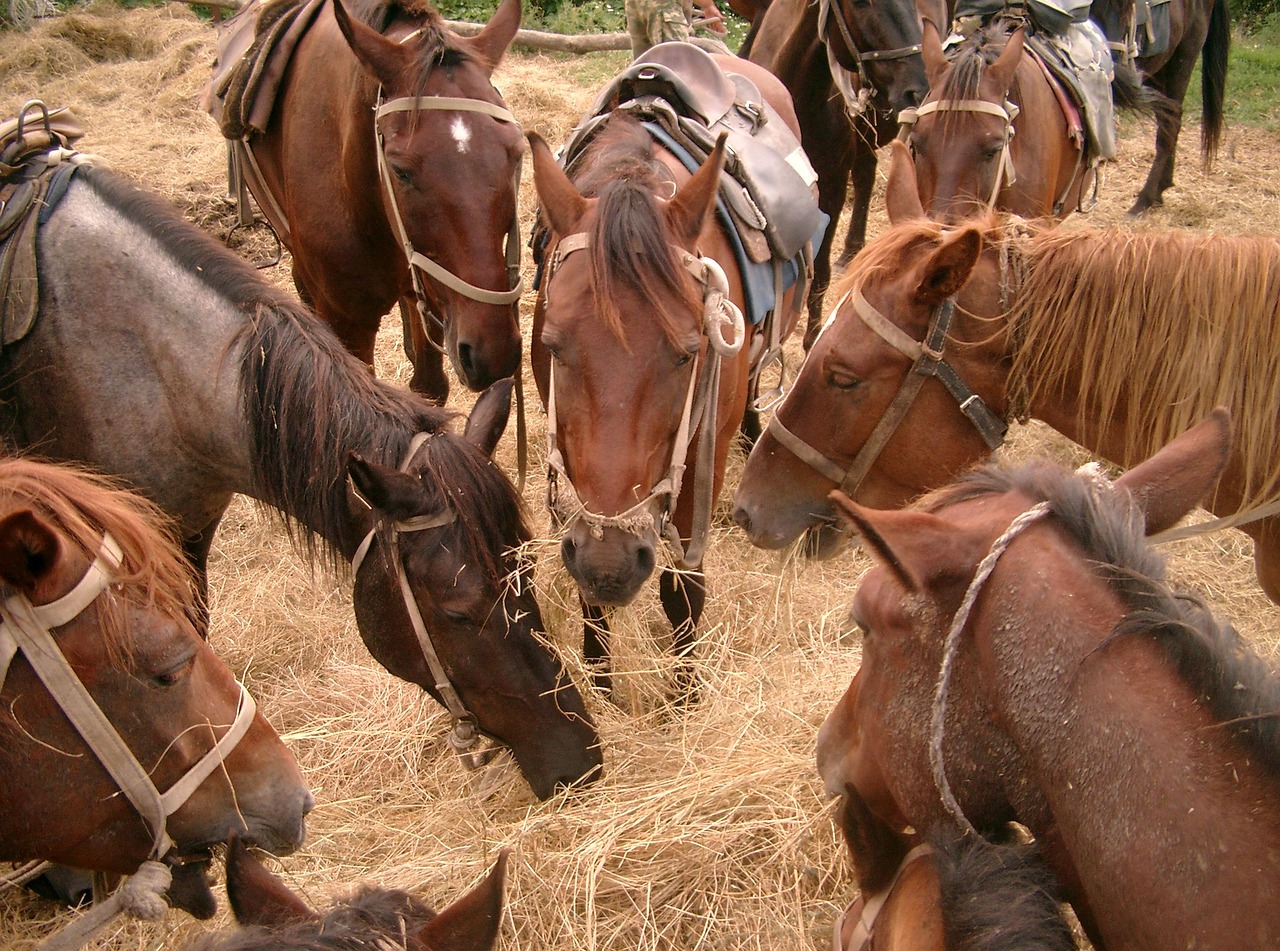 horses horse animal free photo
