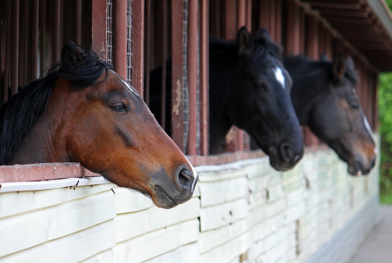 horses stable animal free photo