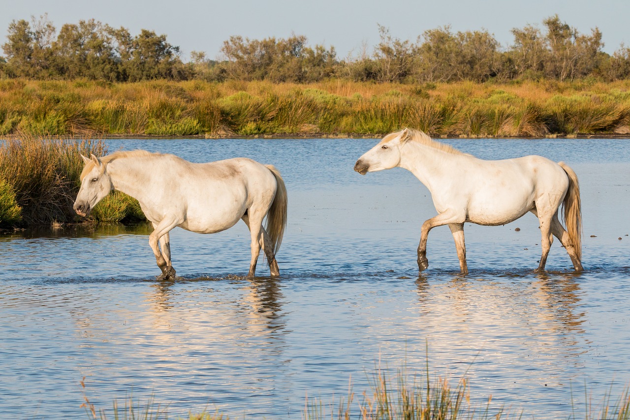 horses white horses camargue free photo