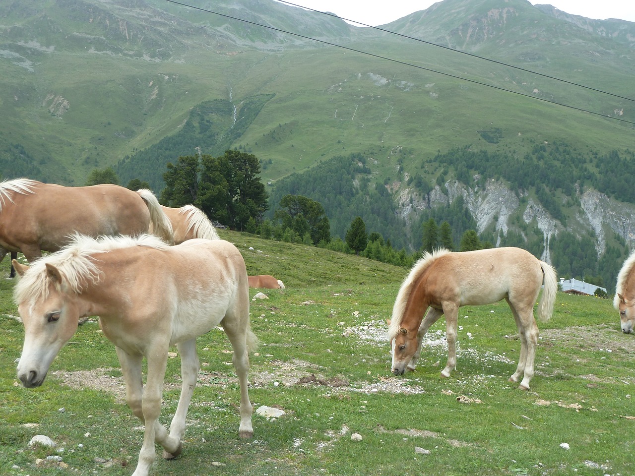 horses mountains farm free photo