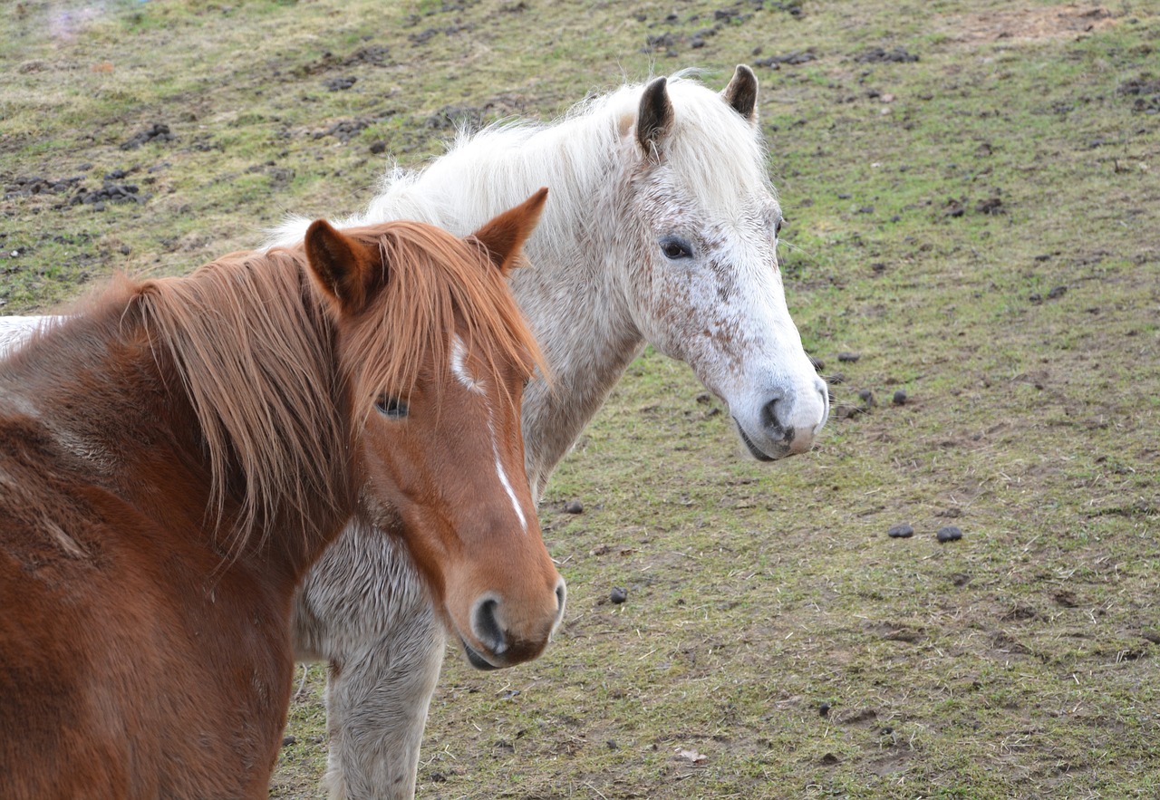 horses horse portrait free photo