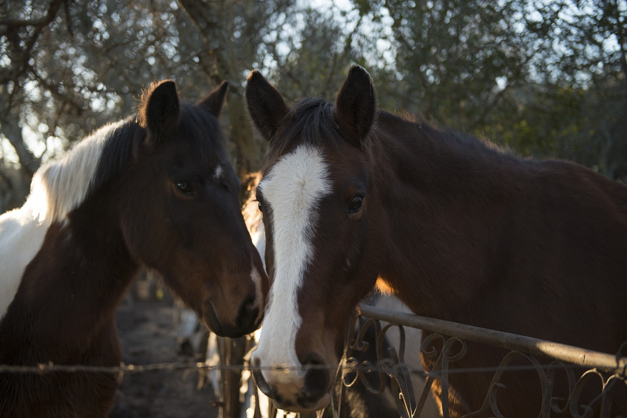 horses close nature free photo