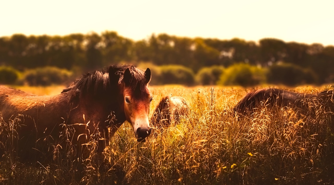 horses animals panorama free photo