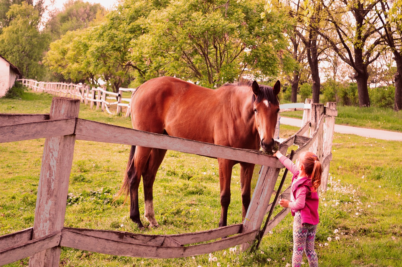 horses nature girl free photo