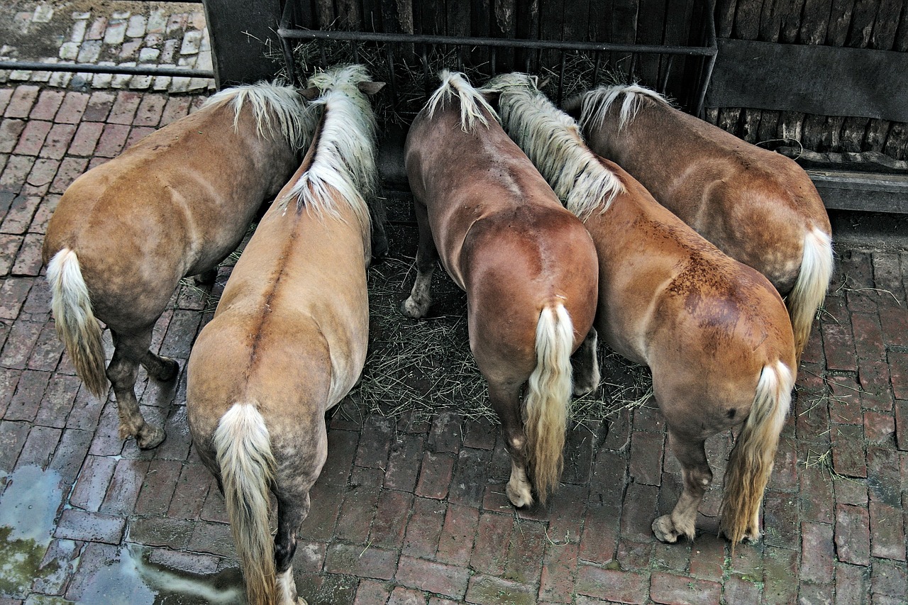 horses ponies animals free photo