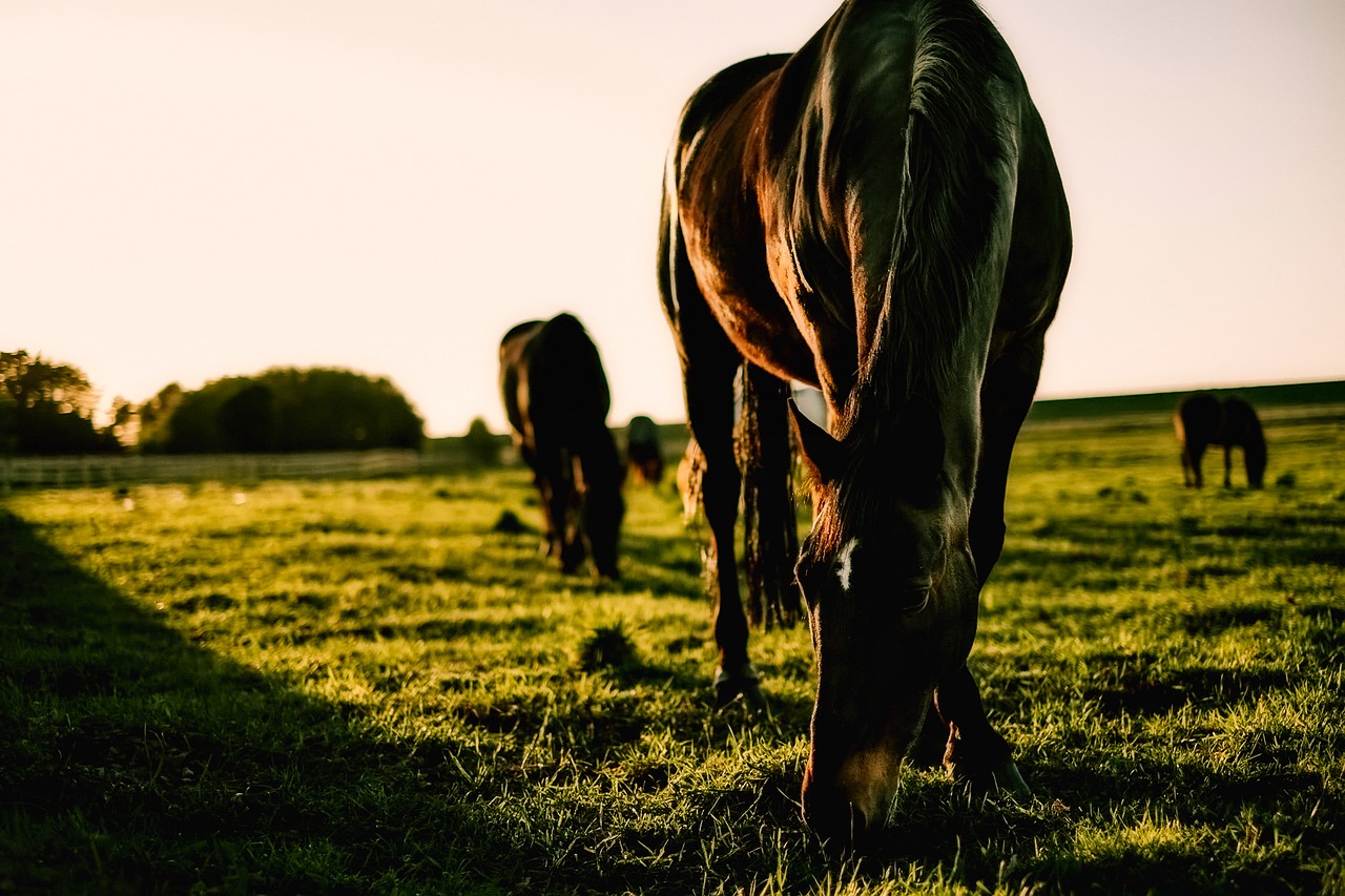 horses grazing meadow free photo