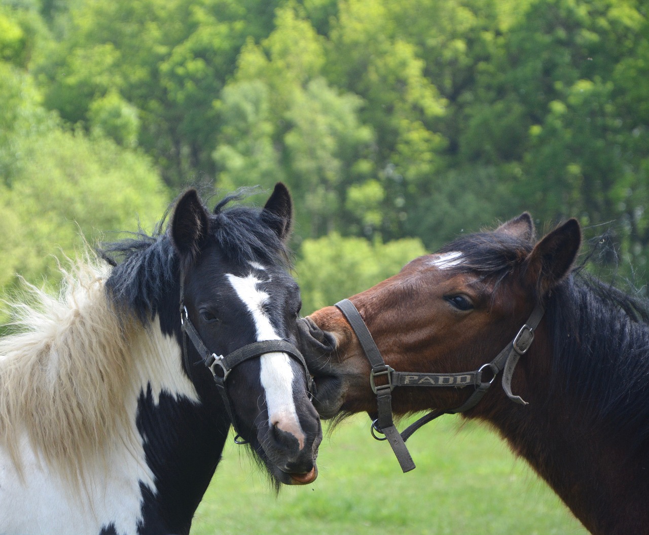 horses heads kiss horse free photo