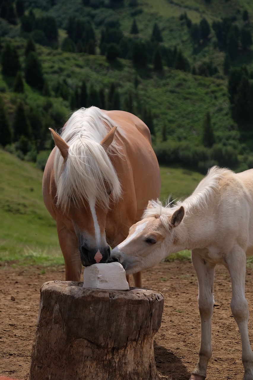 horses avellino mountain free photo