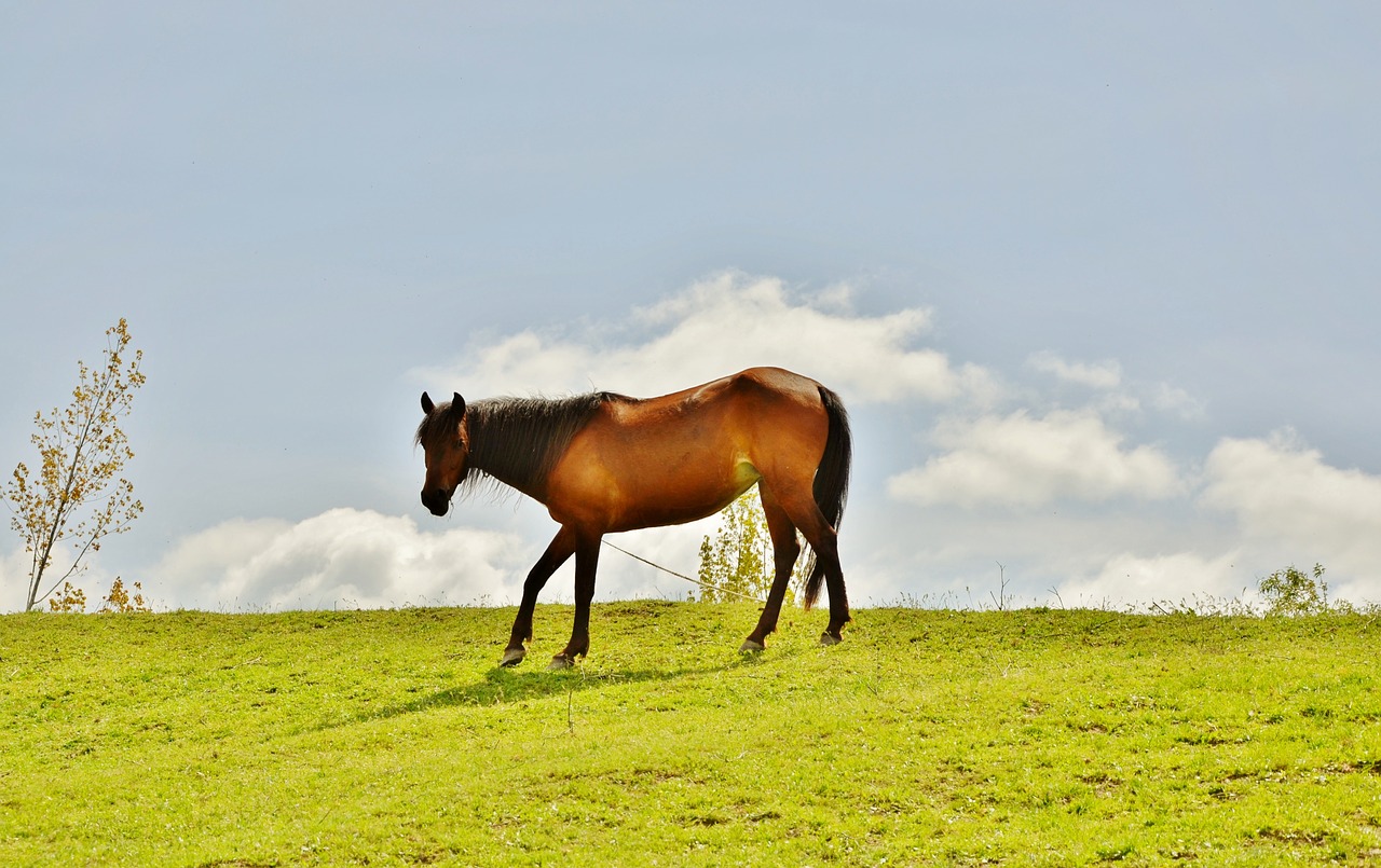 horses animal mammal free photo