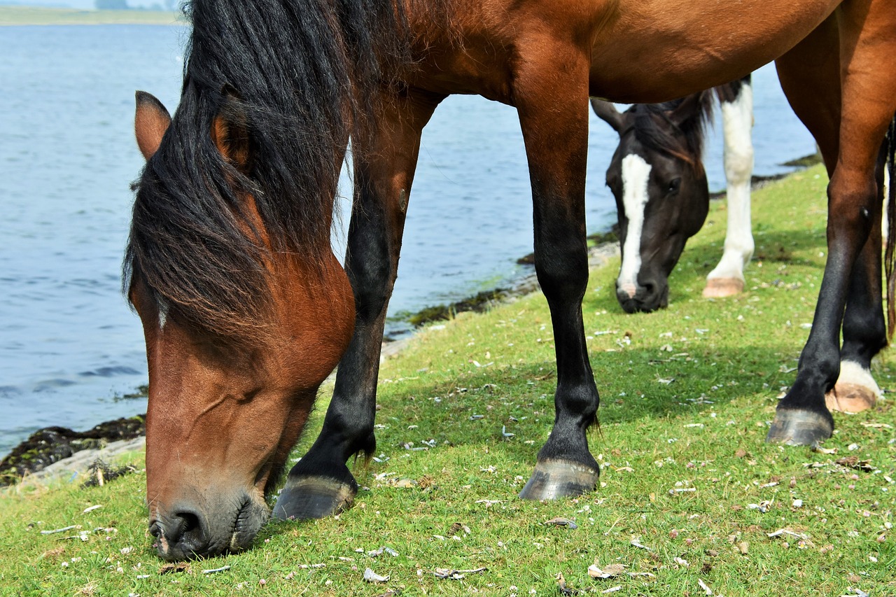 horses browser moons free photo