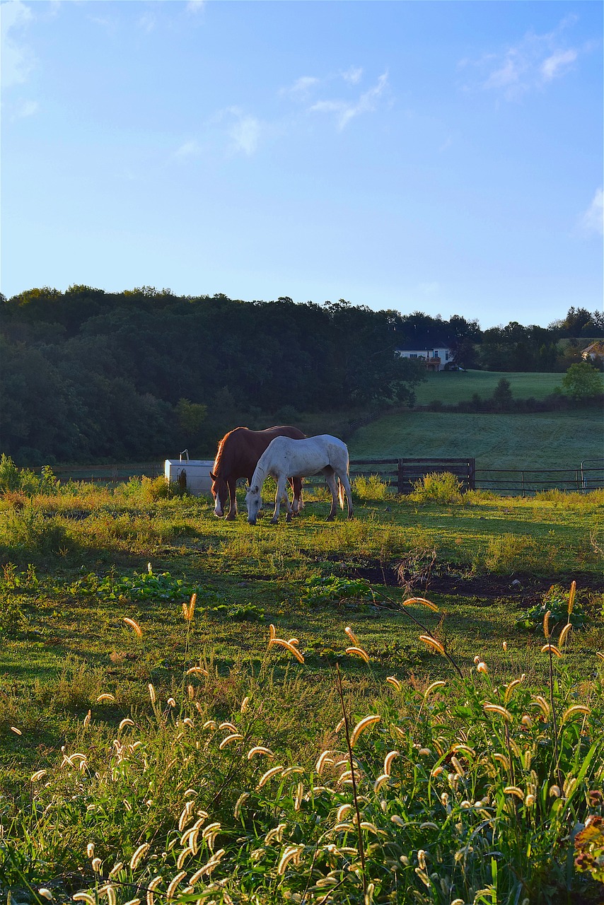 horses sunrise grass free photo