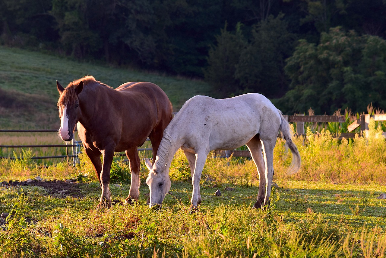 horses sunrise grass free photo