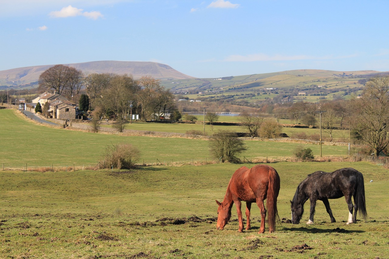 horses pendle hill lancashire free photo