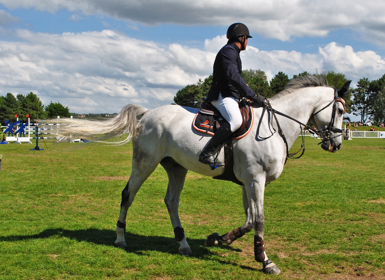 horses riders races free photo