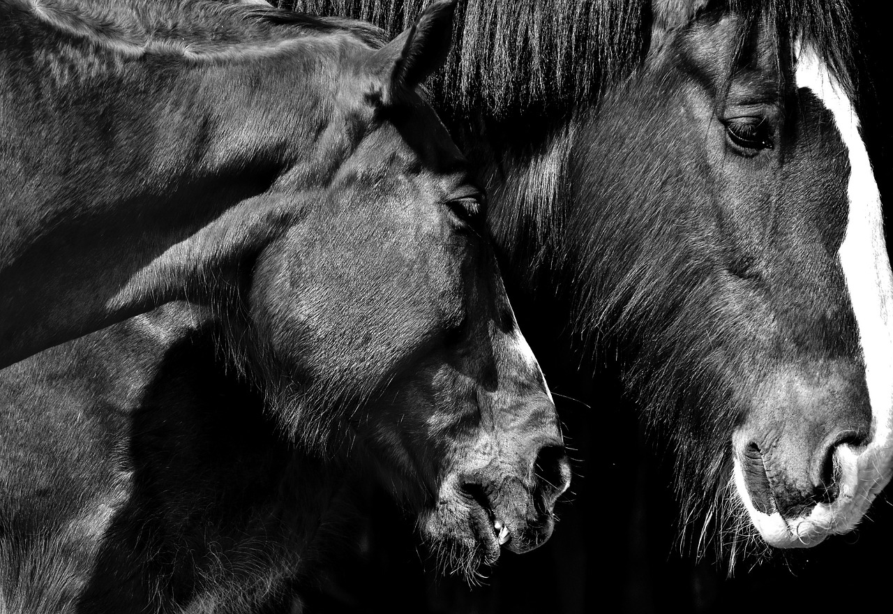 horses friendship affection free photo