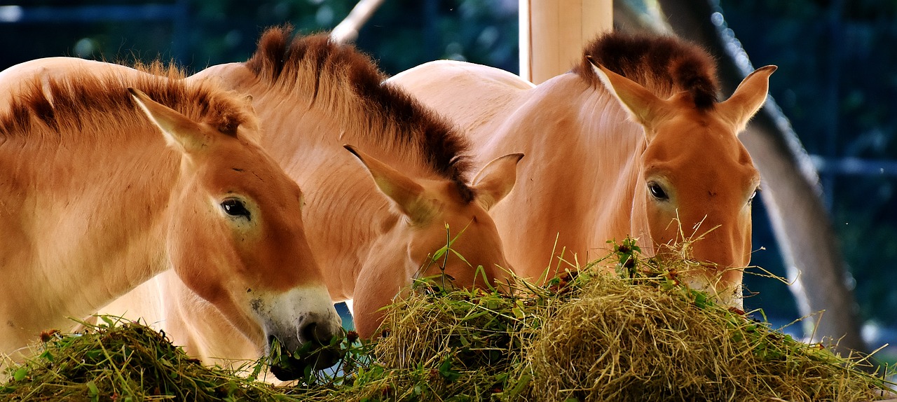 horses feeding eat free photo