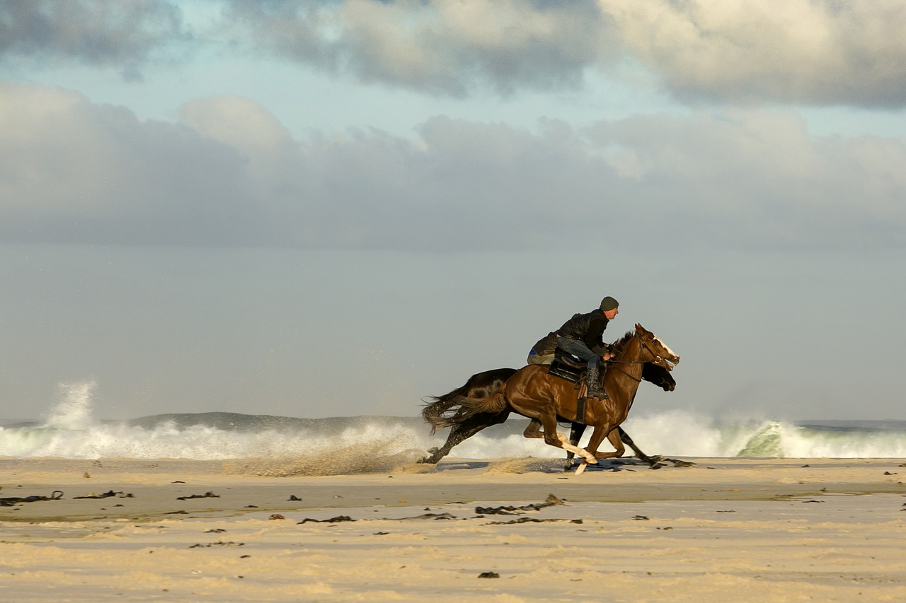 horses beach racing free photo