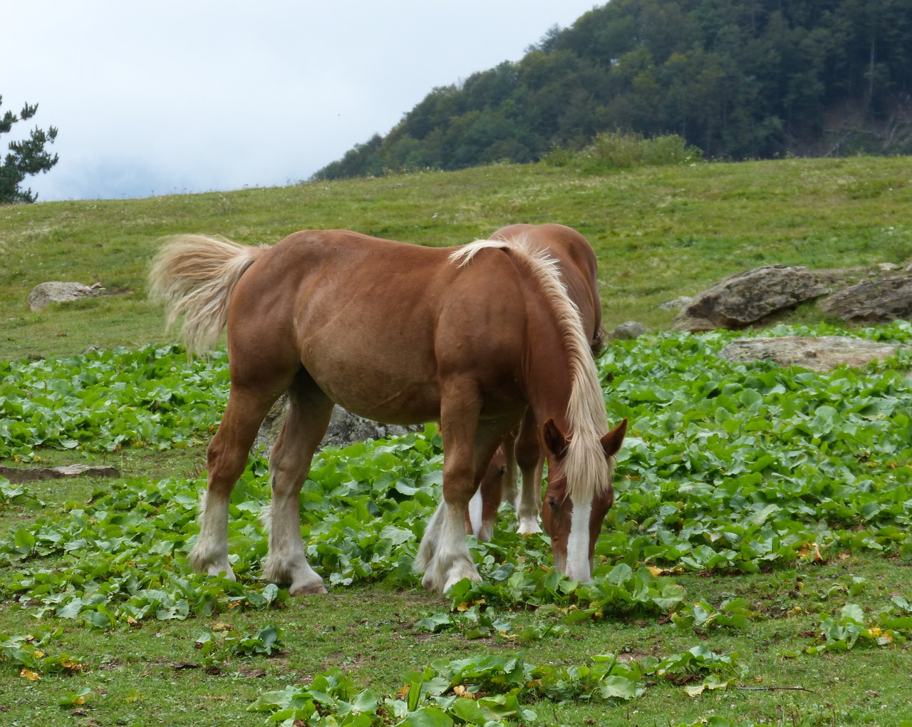 horses prado pacer free photo
