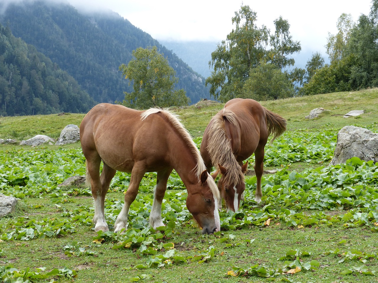 horses pacer prado free photo