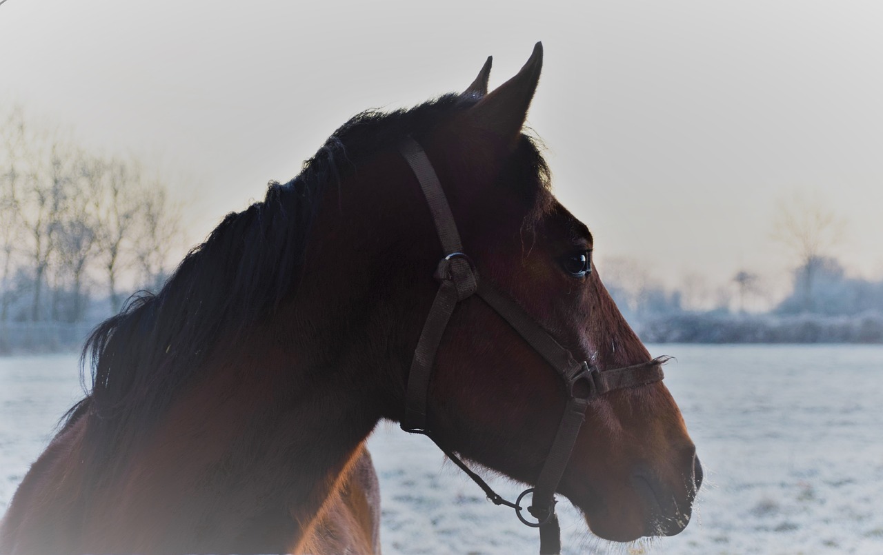 horses winter normandy free photo