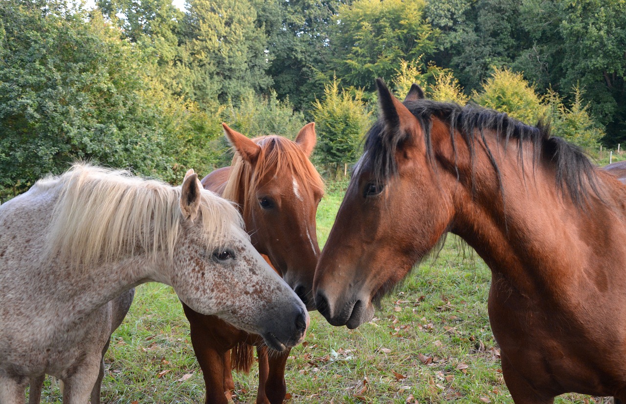 horses horse portrait free photo