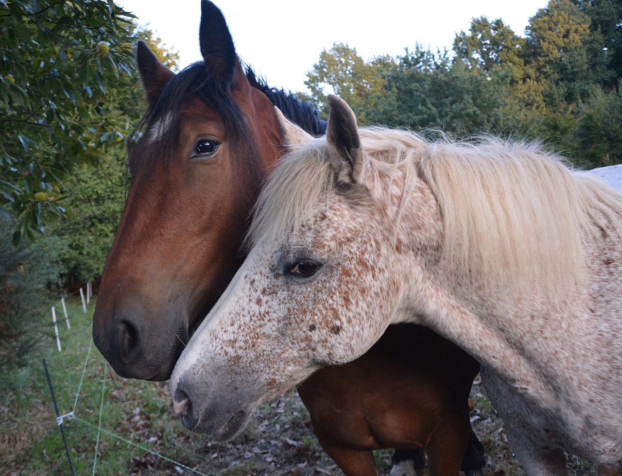 horses complicity hug free photo