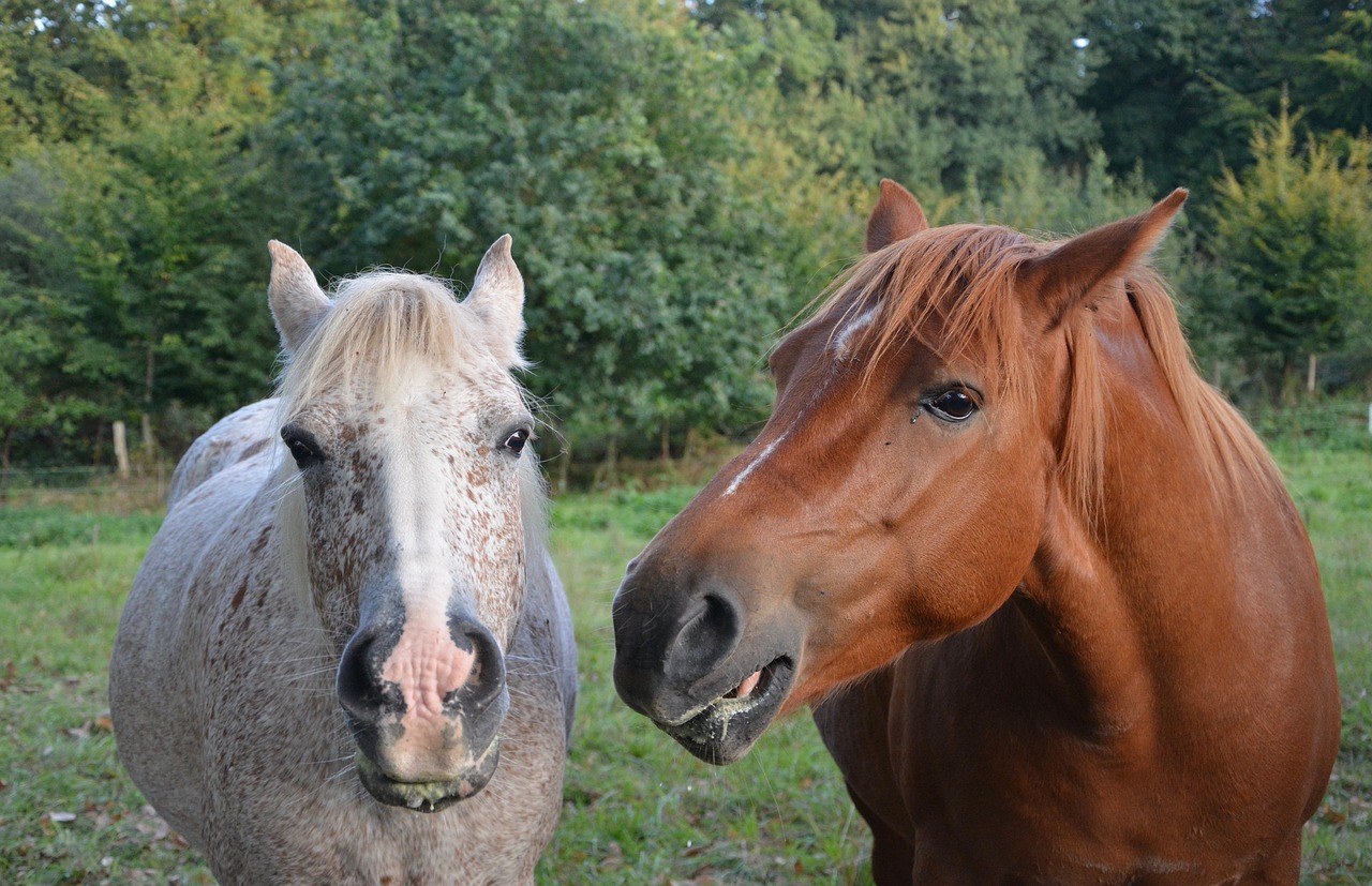 horses mares complicity free photo