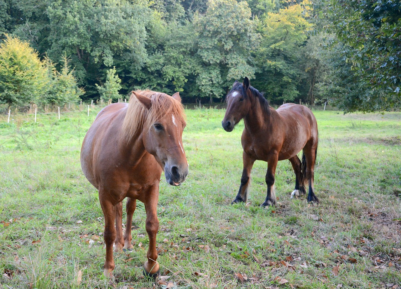 horses mare standard free photo