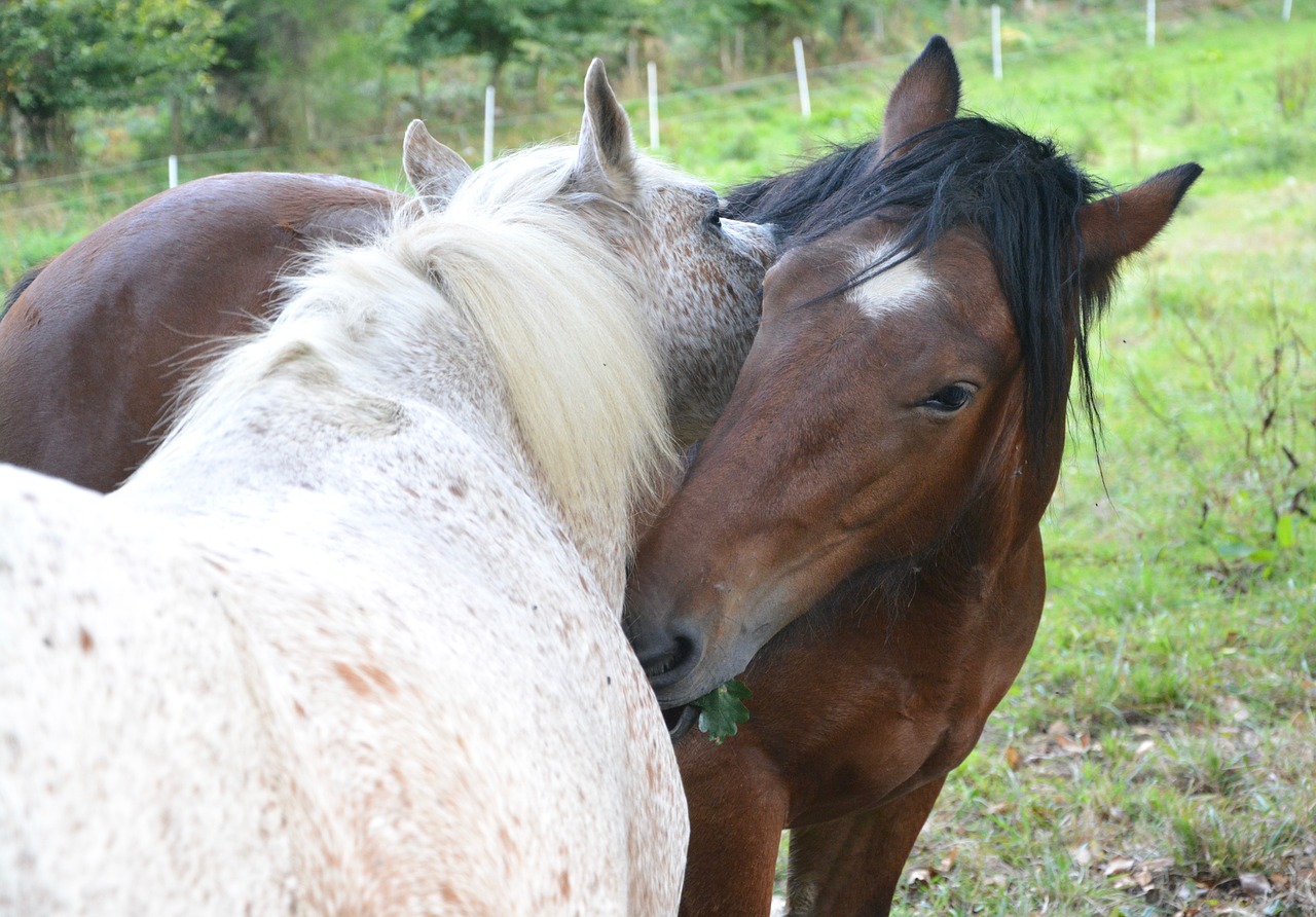 horses color white brown free photo