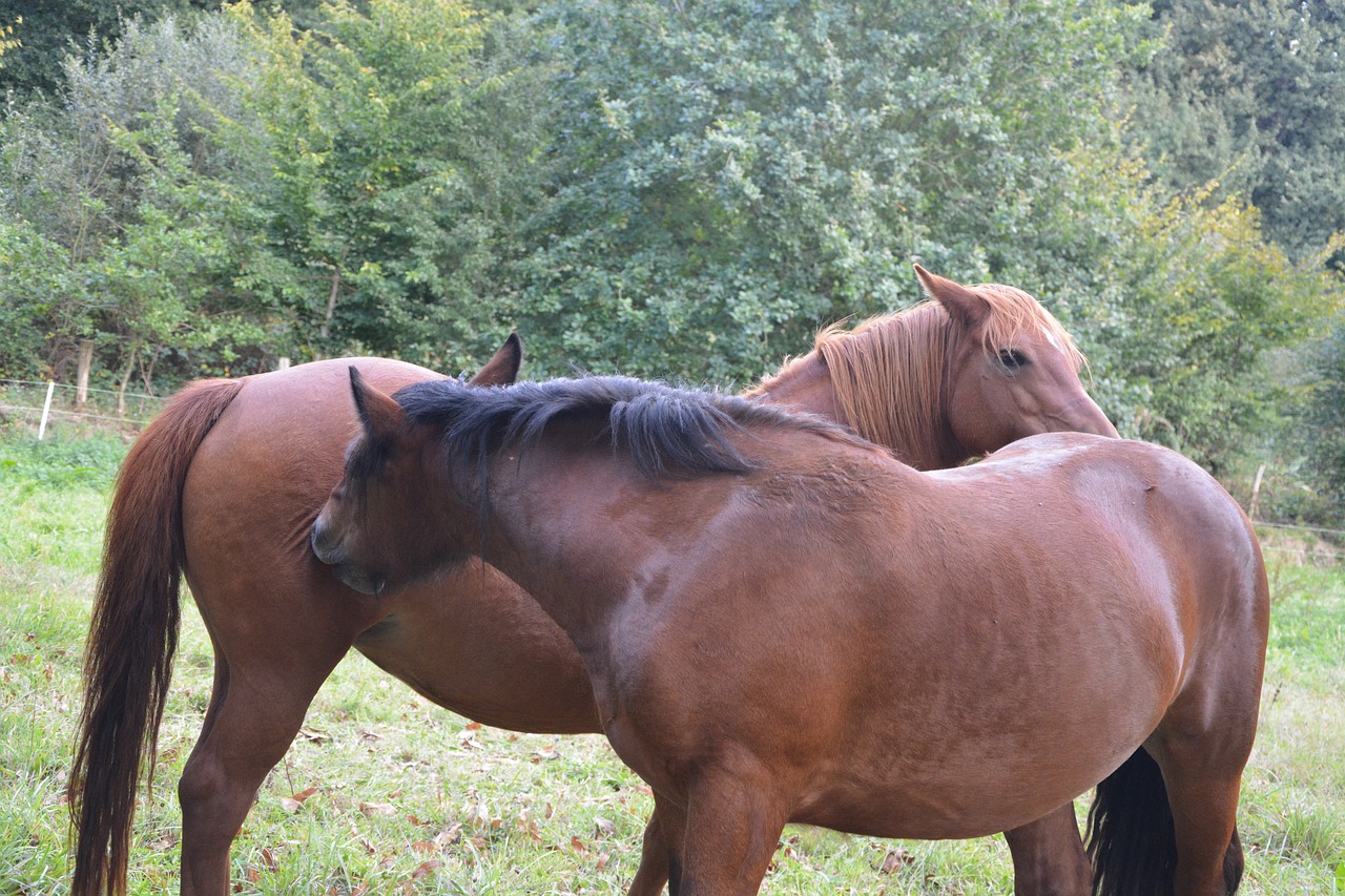 horses brown horses scratch free photo