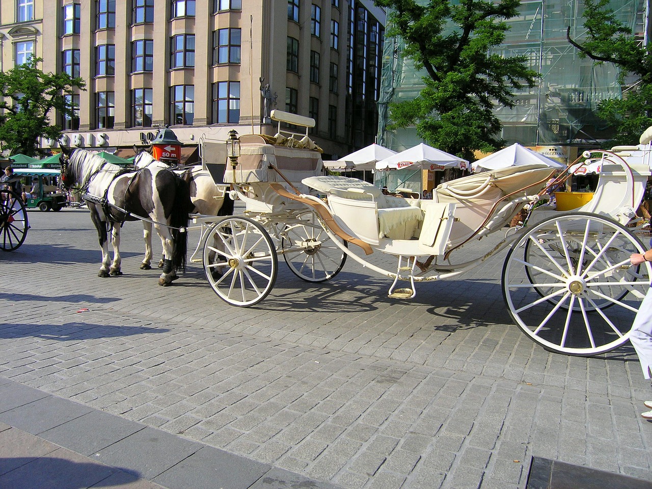 horses transport krakow free photo