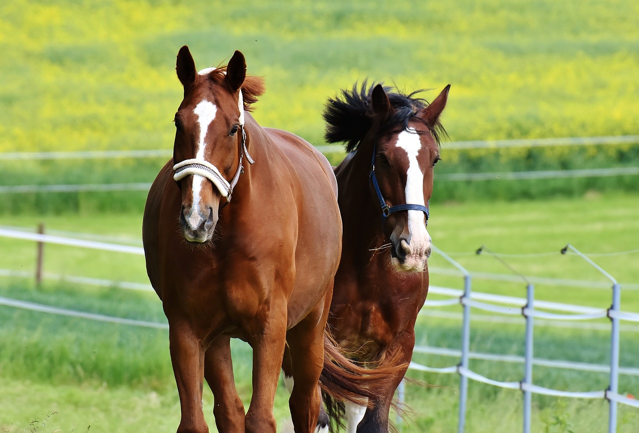 horses for two coupling free photo