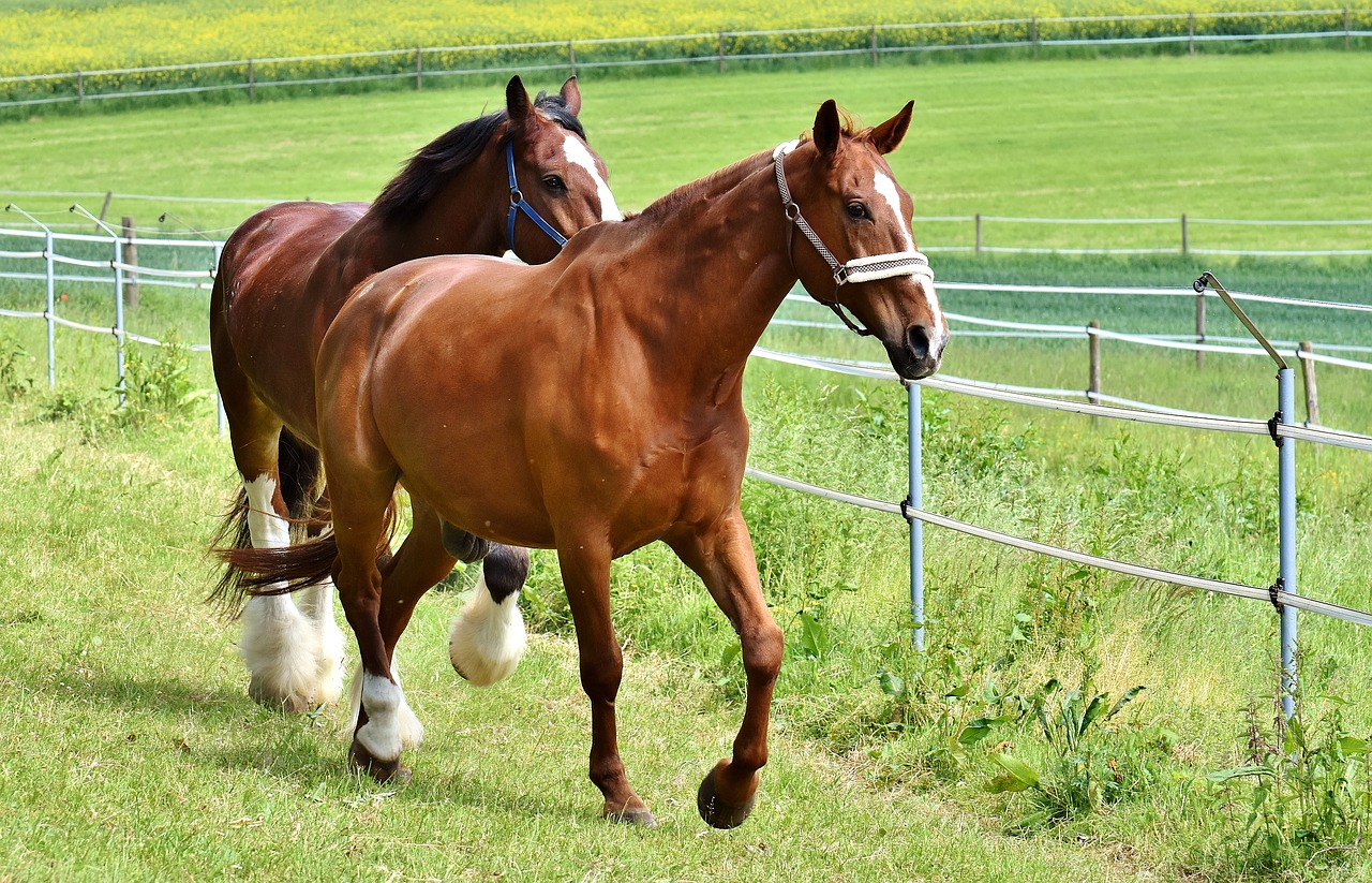 horses for two coupling free photo