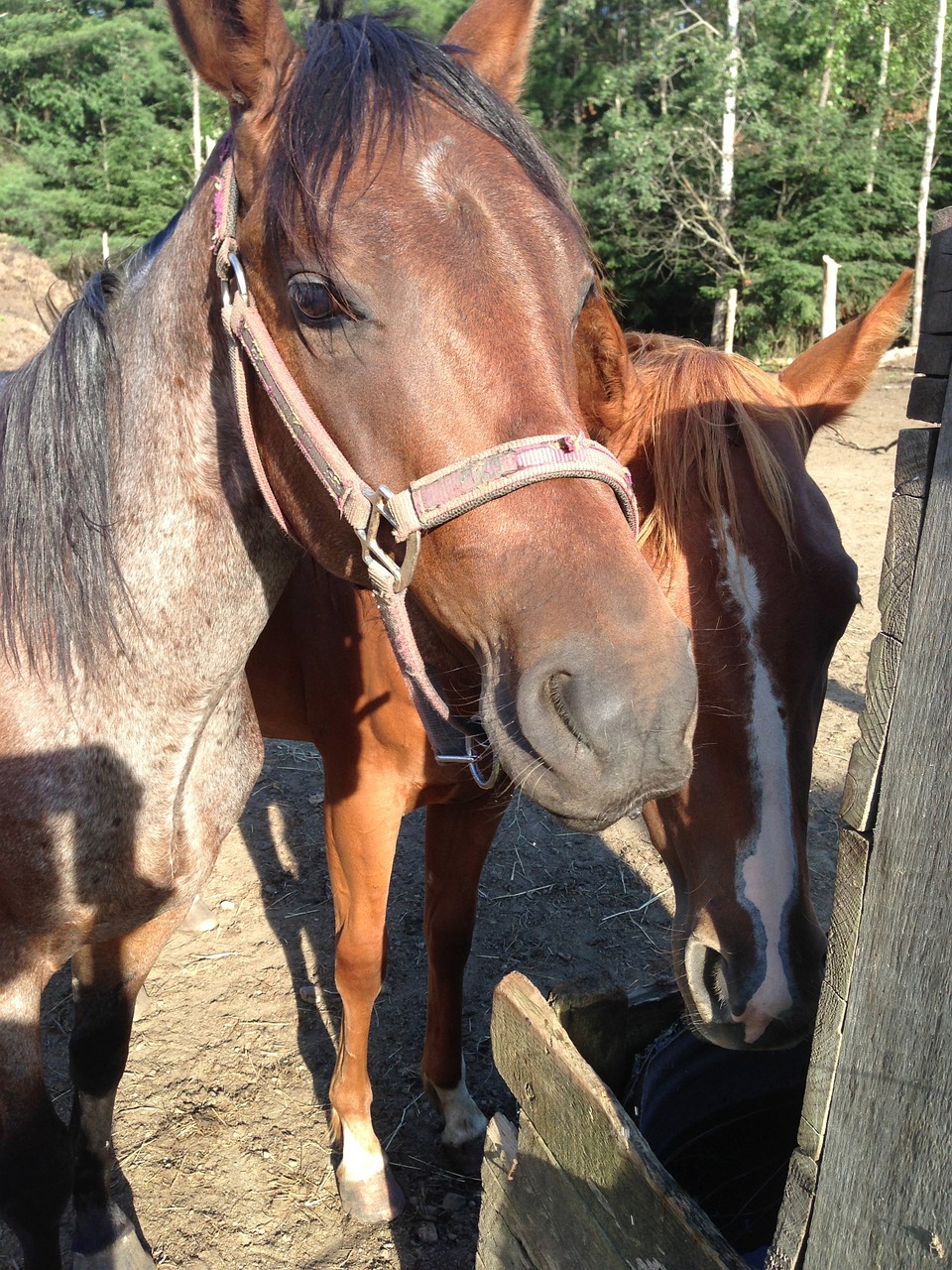 horses horse head animal free photo