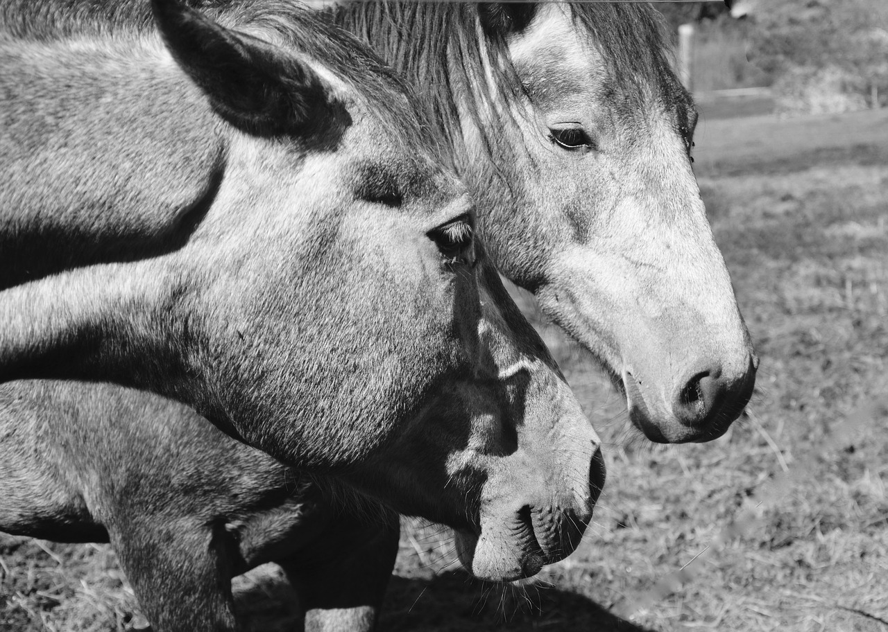 horses head horse portrait profile free photo