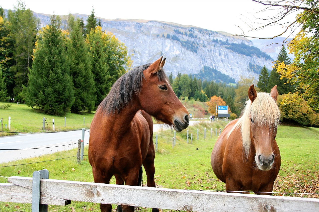 horses catwalk the hills free photo