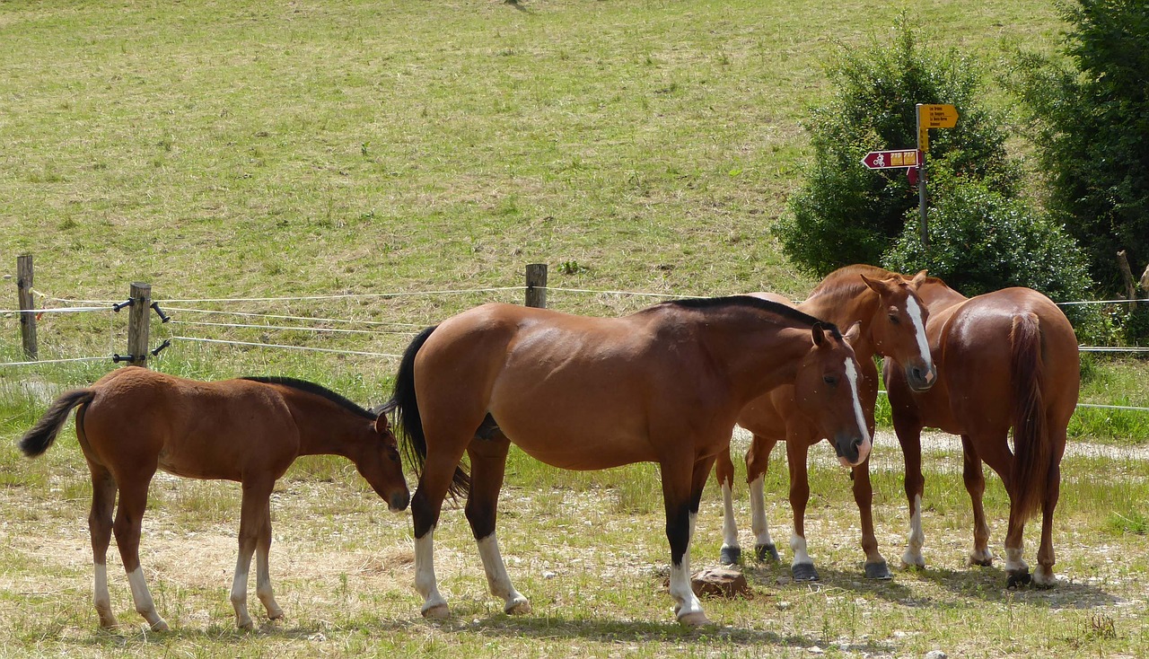 horses foal pasture free photo