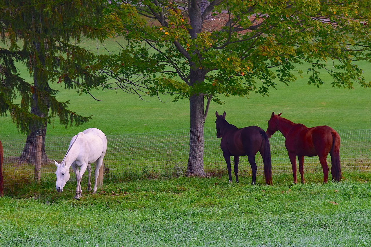 horses field grass free photo